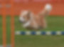Dog Agility Competition (1)