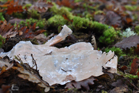 DSC_0361.jpg