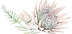 flower_motif_Tulbagh_Wedding_Valley_2022.png