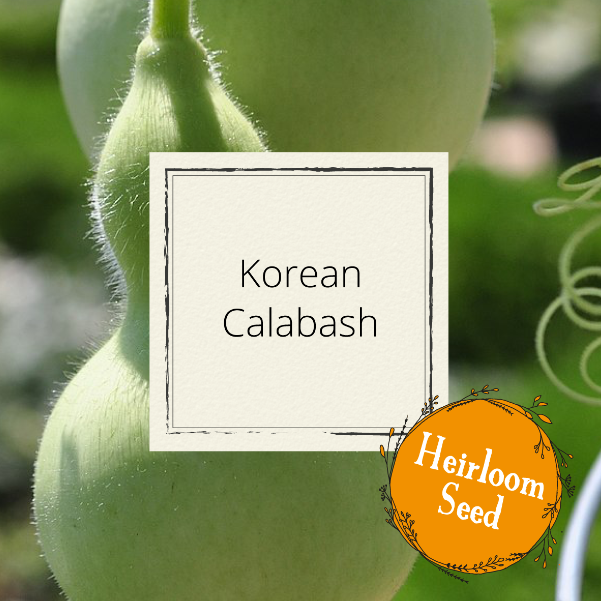 Korean Calabash