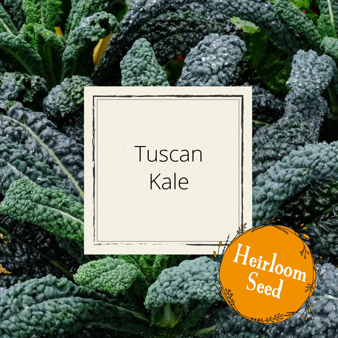 Tuscan Kale