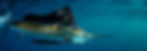 AdobeStock_1207853167_edited.jpg