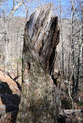 Notice (47 of 174).JPG