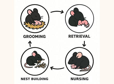 This image illustrates various maternal behaviors using cartoon mice (grooming, pup retrieval, nest building and nursing).