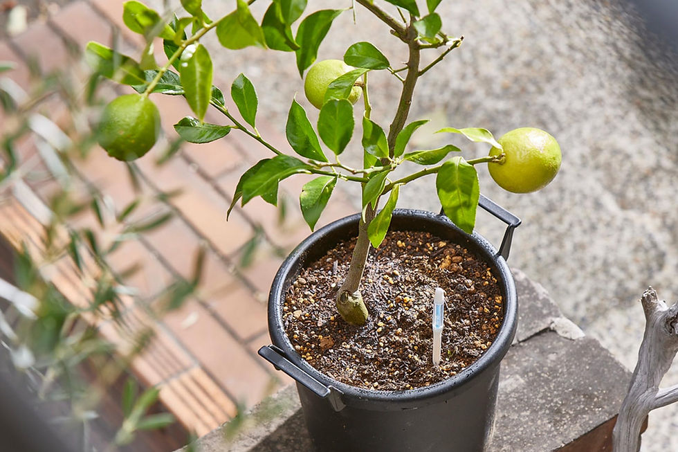 Thumbnail: Sustee - Bundle of Aquameter Medium 4 Black Soil for Potted Plants - Plant