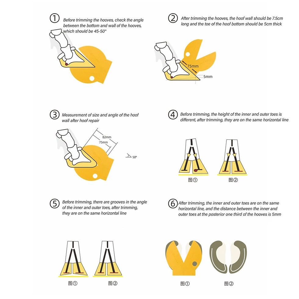 Thumbnail: Cattle Cow Hoof Ruler, Claw Check Trimming Engineering Measurement Diagnosis