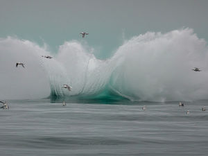 Alaska Gulf - And he is gone - Humpback Whale submerges.
