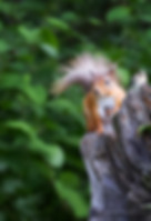 0K5A0598E Nothing Like a Scratch copy.jpg