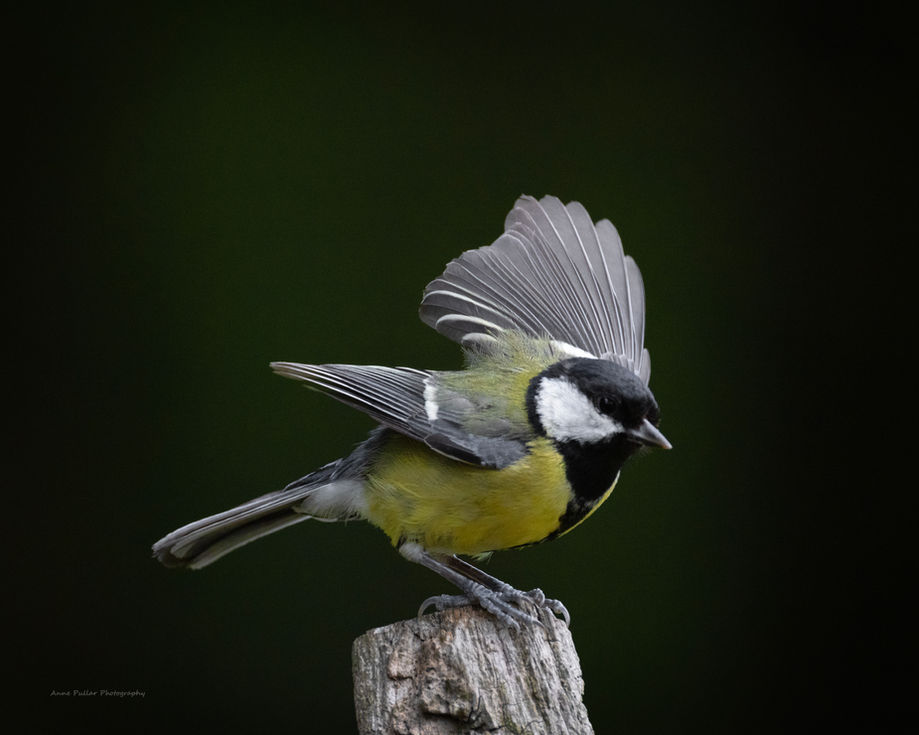 Great Tit - Scotland