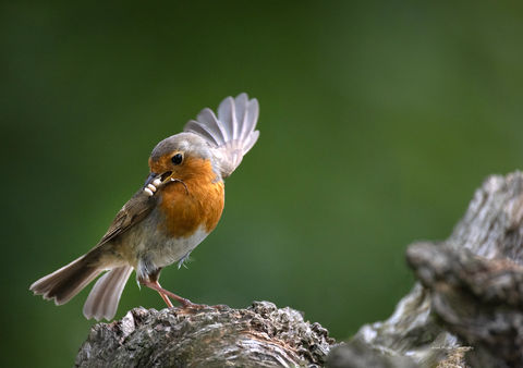 Red Robin - Scotland