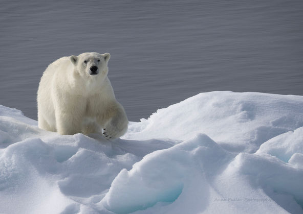 Polar Bear, Svalbard Archipelago