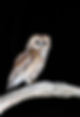 0K5A1155E Night Owl copy.jpg