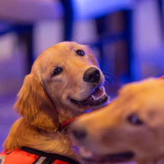 Service dog smiles for the camera 