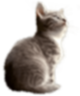 Gato cachoro sentado (1).png