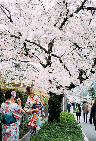 Hanami.jpg