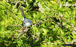 La calera 11-12-2016 fz1200 (12)