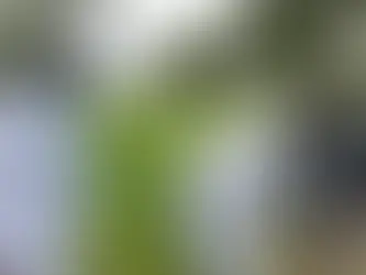 Anthrax Outbreak in Zambia