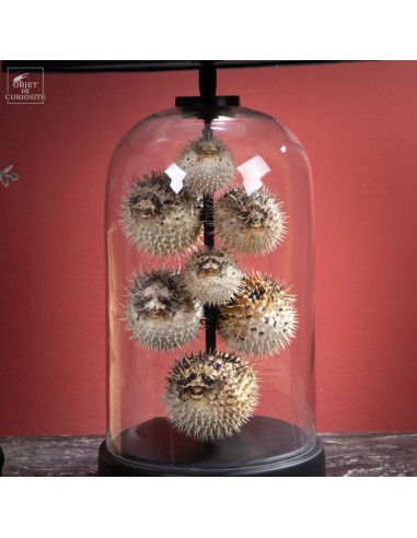 Thumbnail: Curiosite - Lamp with 8 Hystrix Fish