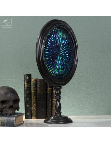 Thumbnail: Curiosite - Oval frame of Elytra of beetles