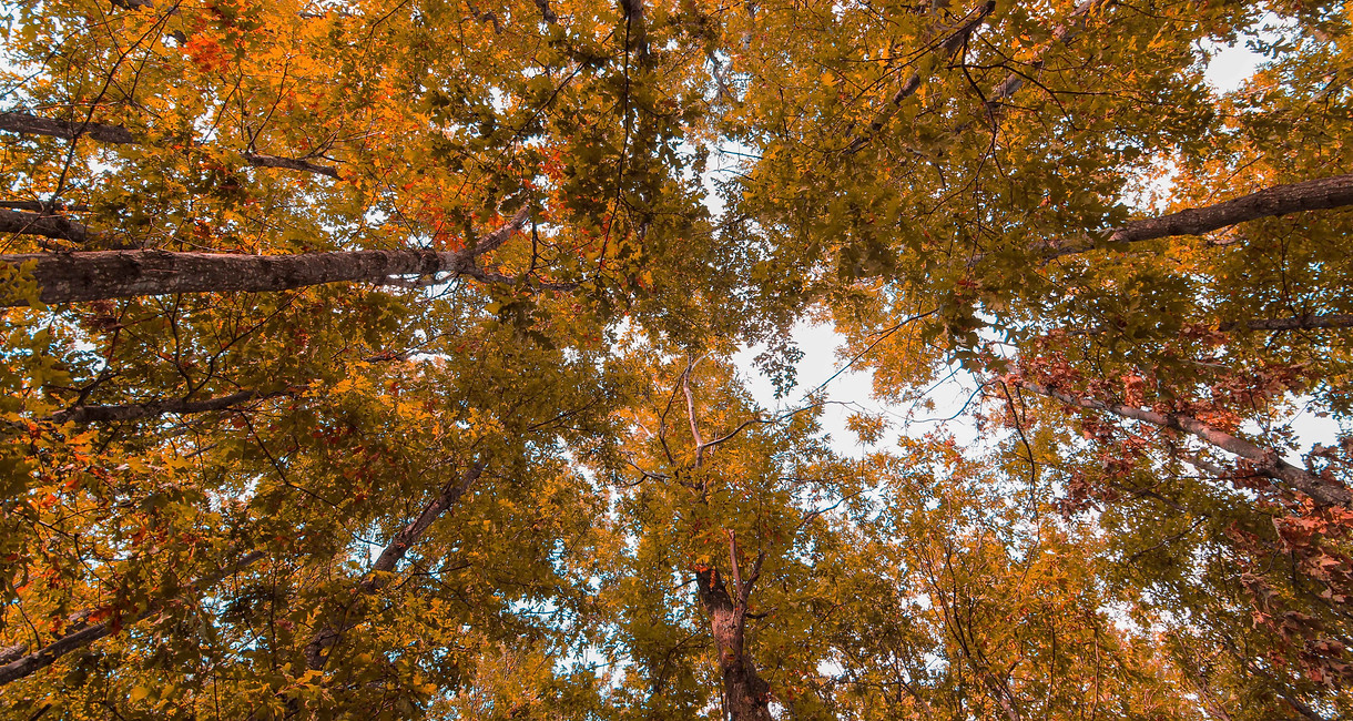 AUTUNNO.jpg
