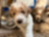 pup8.jpeg