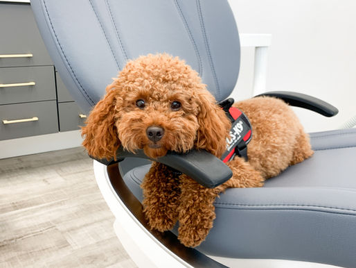 Dr. Lou, The Dental Dog