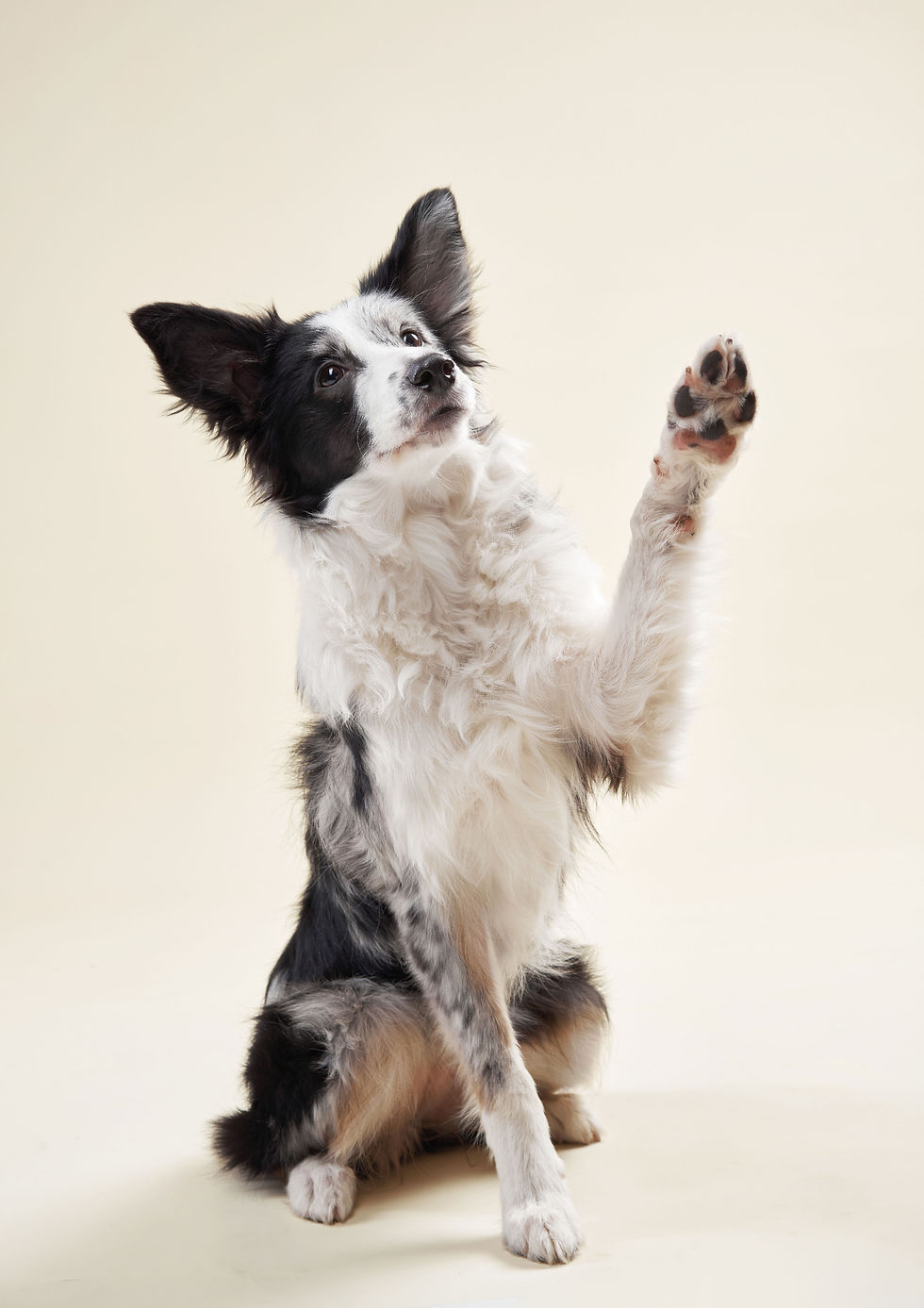 Dog Raising Paw