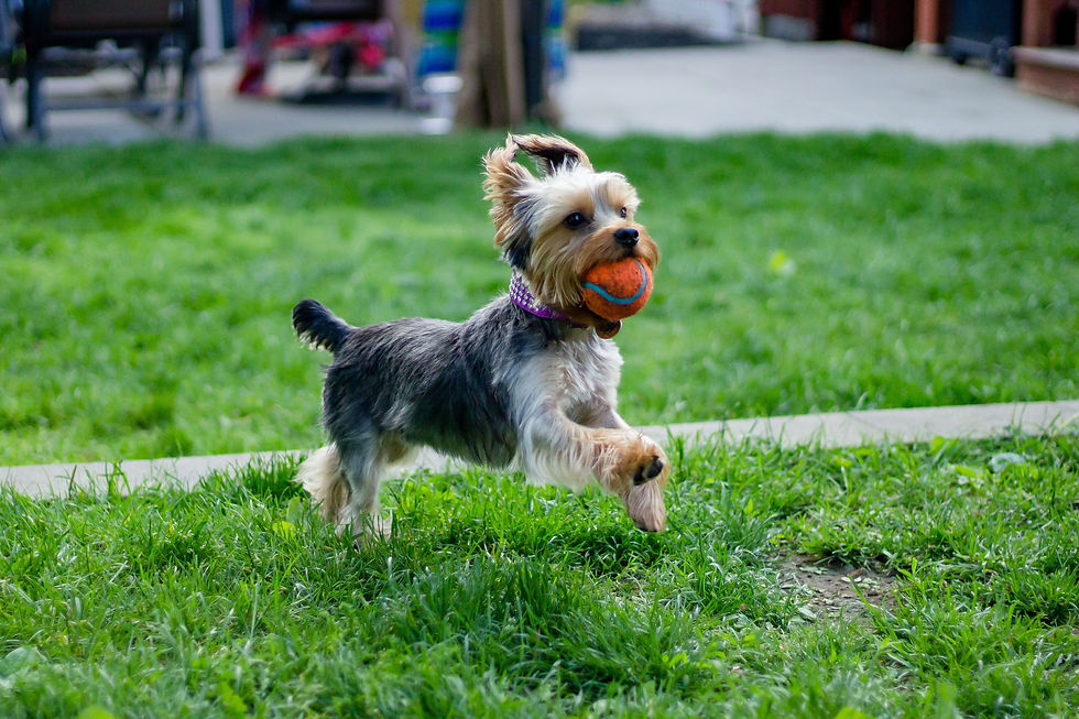 Dog Playing Outdoors