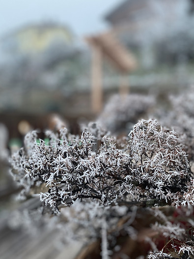 Mit Raureif bedeckter Strauch in stiller winterlicher Morgenstimmung