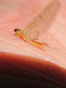 sulphur trout fly on a guided fly fishing trip to the South Holston River