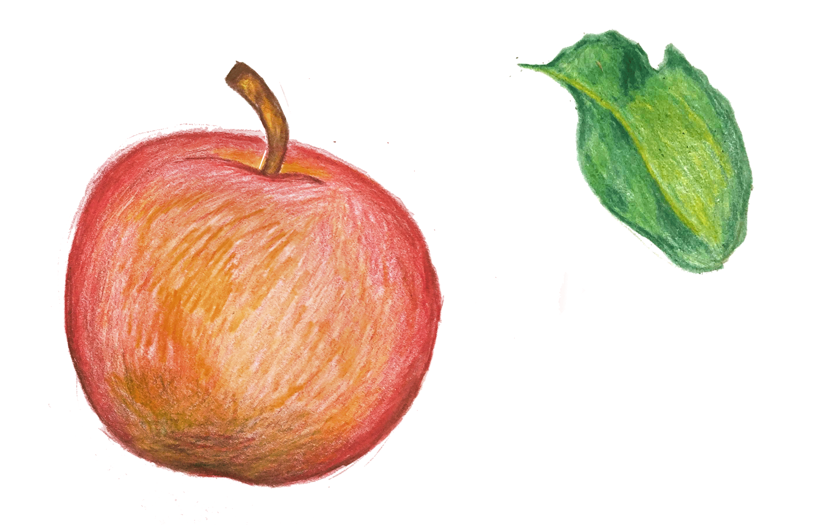 CP498420_appleandleafdrawing.gif