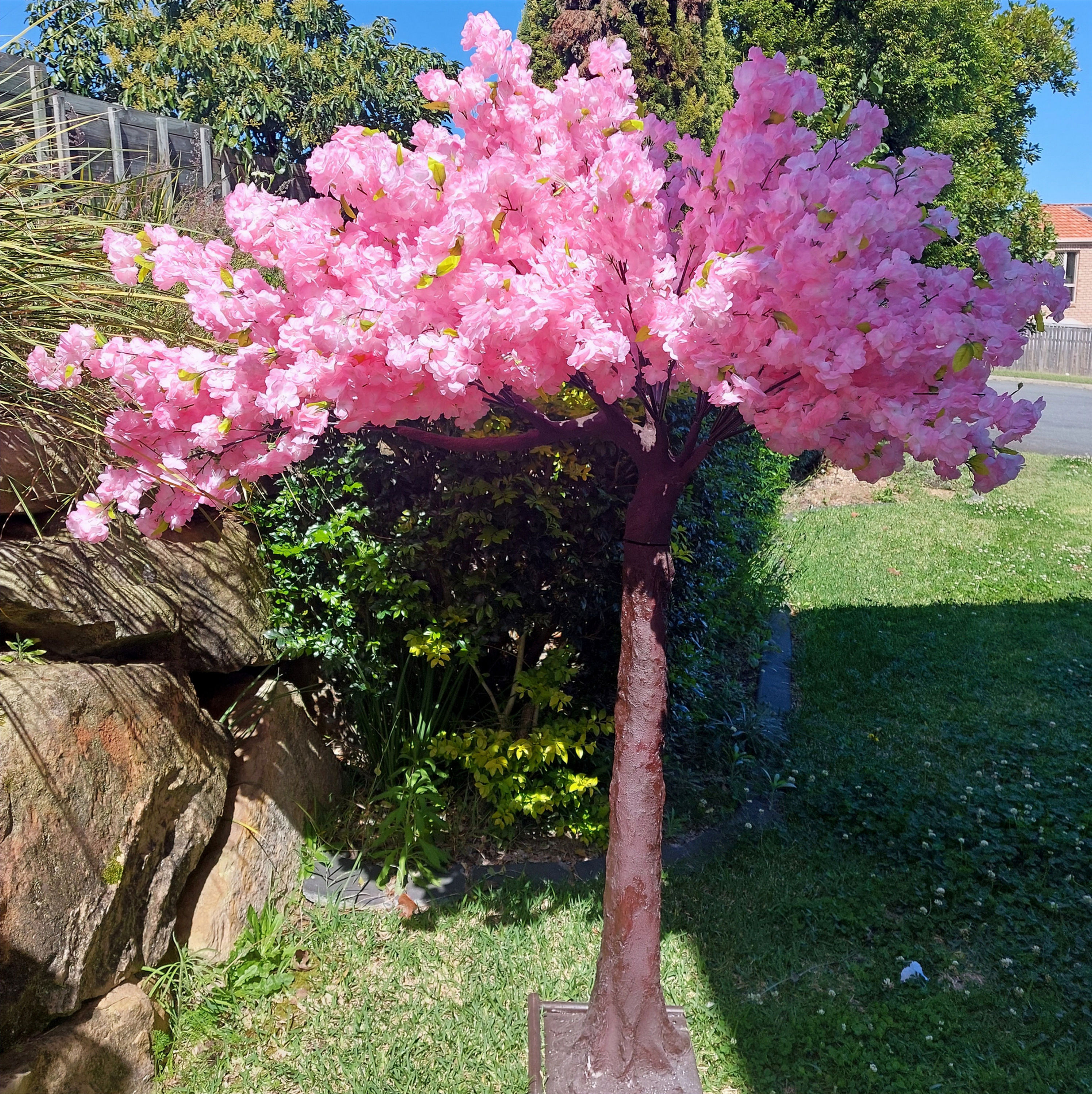 Pink Blossom Tree 1.8 m  by 1.8 m