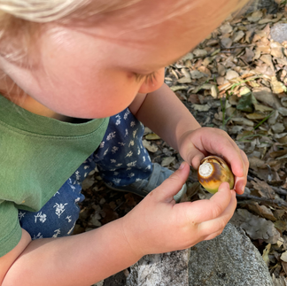 girl inspecting acorn