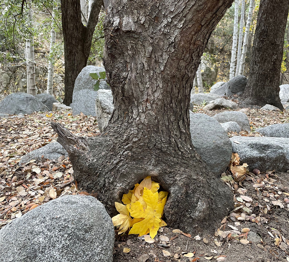 hole in tree filled with yellow leaves