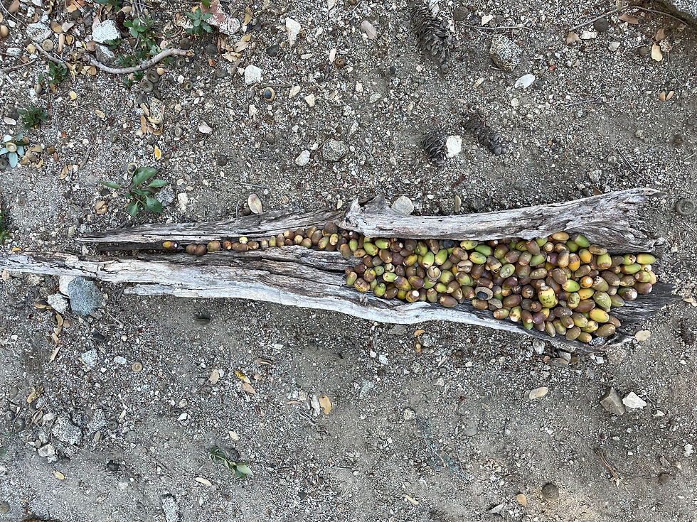hollow log filled with acorns
