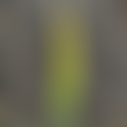 green to brown leaf color gradation