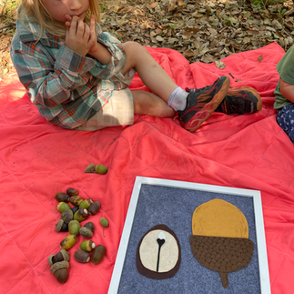 boy looking at acorn felt board