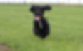 Puppy.jpg