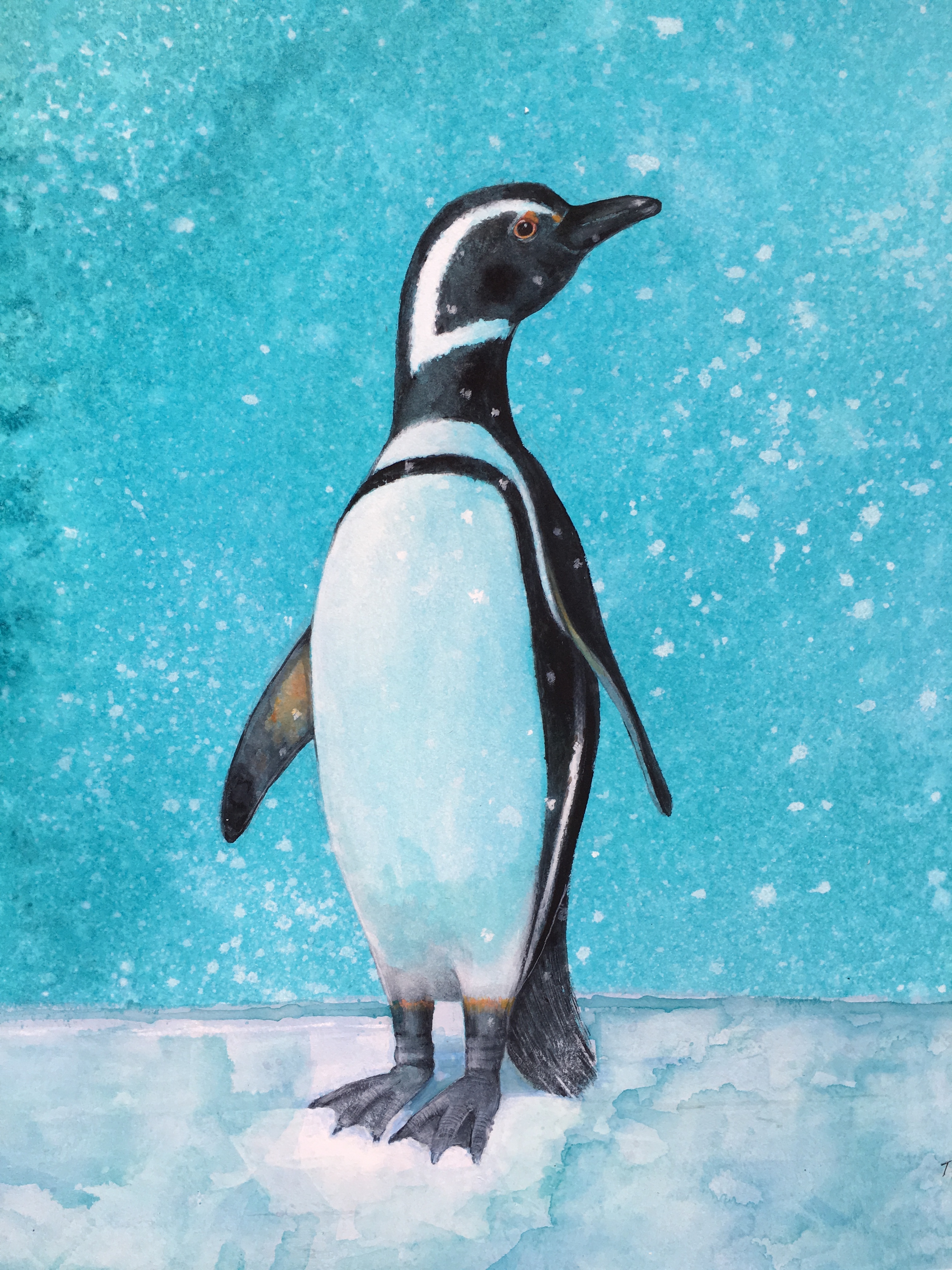 The Magellanic Penguin - Linda Owen