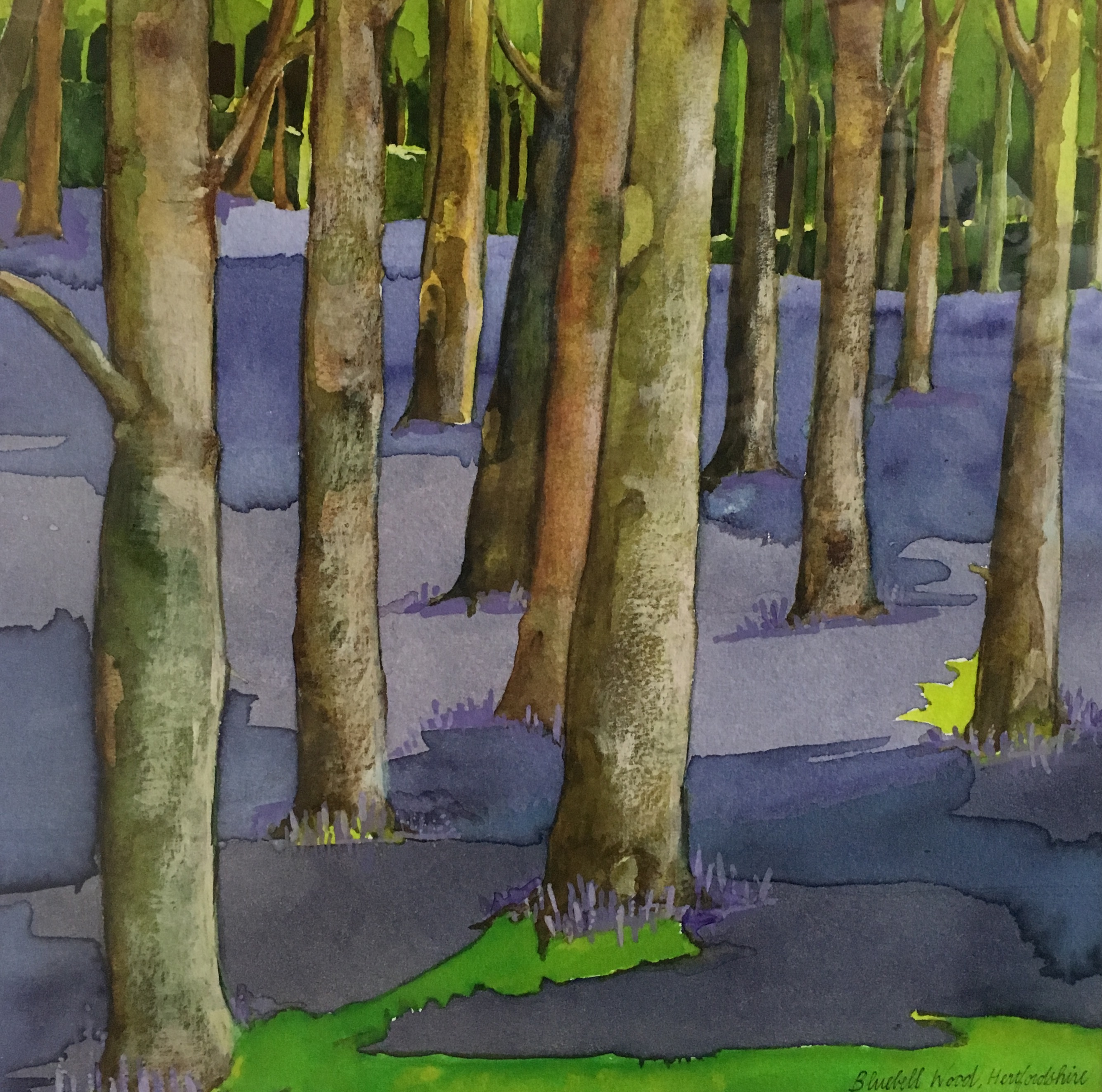 Bluebell Wood, Hertfordshire