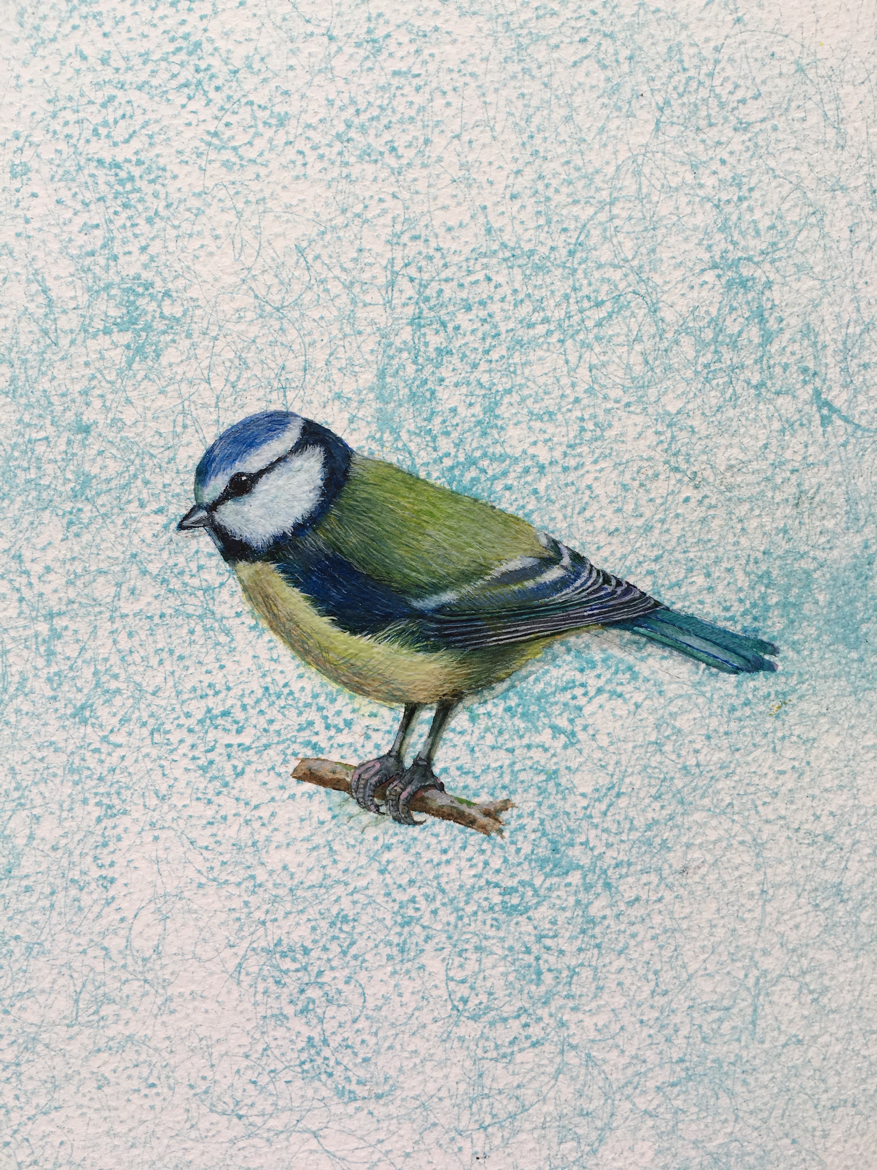 Blue Tit - Linda Owen