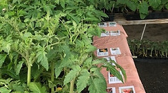 organic garden plants for purchase
