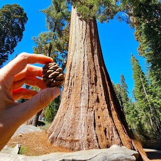 redwood tree with hand holding an acorn for size comparison