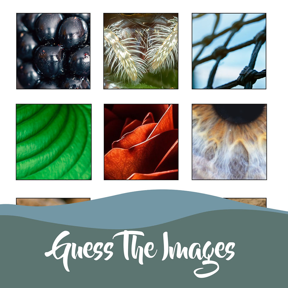 Thumbnail: Art Macro #2 Close Up Photography Worksheet Guessing Game Lesson Guessing