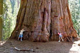 two children hugging a giant redwood tree trunk
