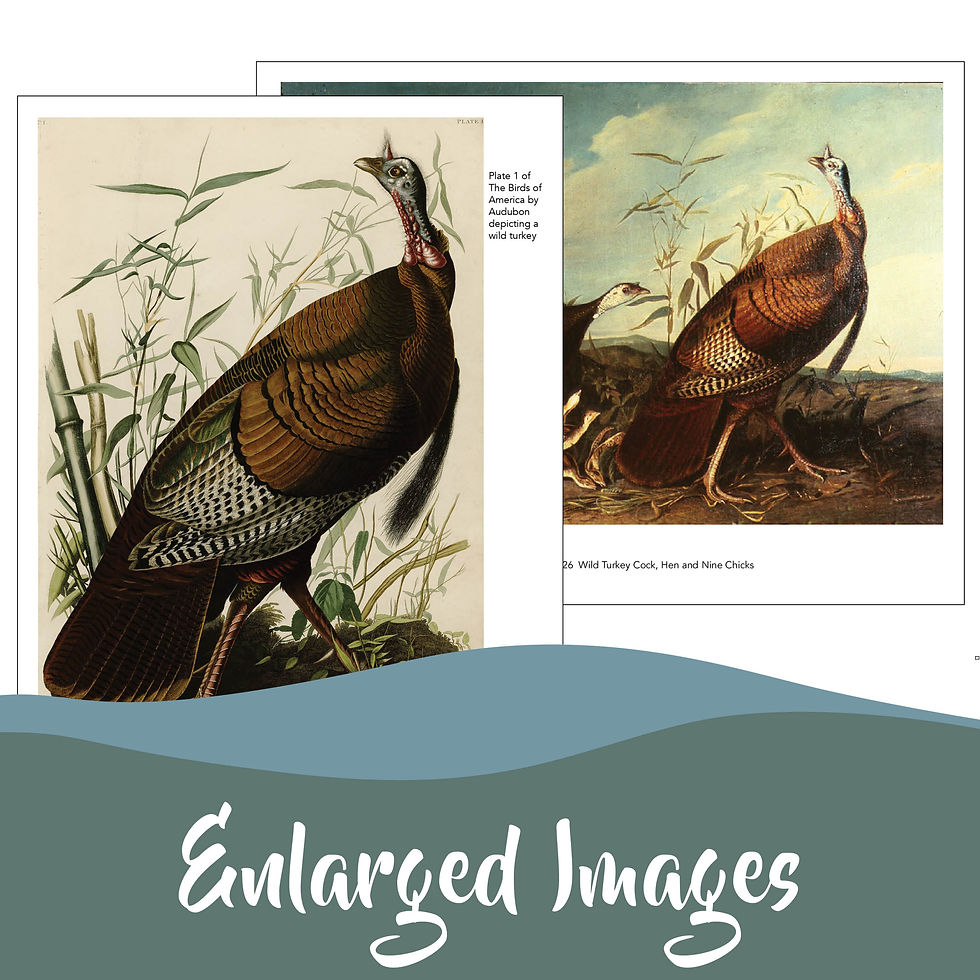 Thumbnail: Oil Pastel Thanksgiving Turkey Collage Lesson Turkey Art History & Fun Facts