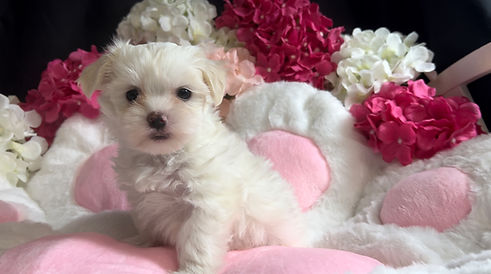 Maltese Puppy