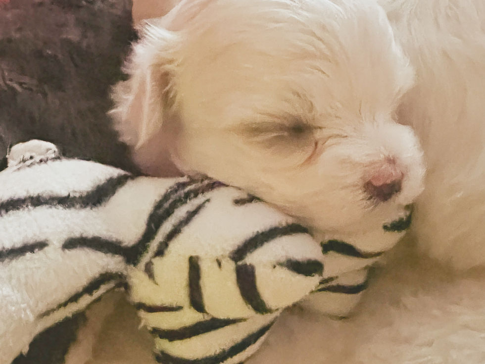 Maltese Puppies for Sale - Buy Adorable Maltese Puppies Online