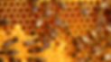bees on honeycomb