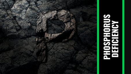 HOW TO FIX PHOSPHORUS DEFICIENCY IN PLANTS